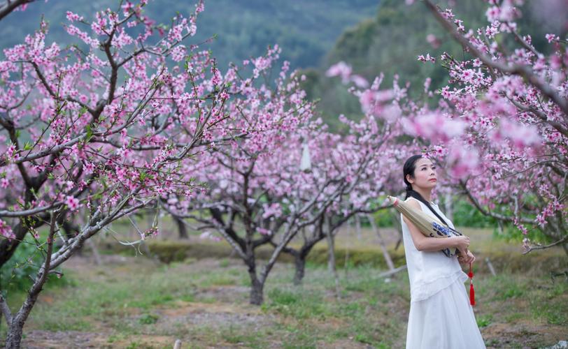 三生三世十里桃花,真实经典策略设计_VR型43.237